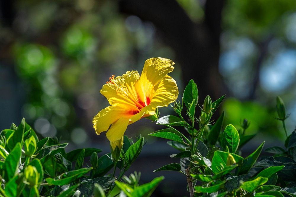 Yellow Hibiscus